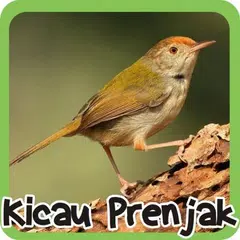 Kicau Prenjak APK 下載