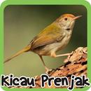 Cisticola APK