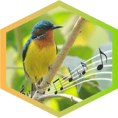 Kolibri Wulung/Kolibri Muncang