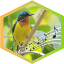 Kolibri Wulung/Kolibri Muncang-APK