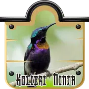 purple throated sunbird