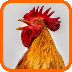 Laughing Chickens APK download