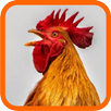 Laughing Chickens APK