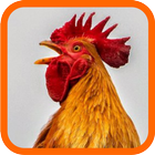 Ayam Ketawa 图标