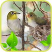 Female Zosterops APK