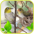 Pleci Betina