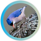 آیکون‌ Velvet-fronted Nuthatch