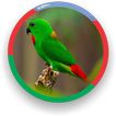 Bleu-couronné Hanging Parrot