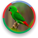 Blue-crowned Hanging Parrot-APK