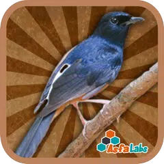 Baixar Branco Rumped Shama Therapy APK