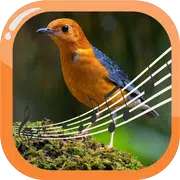 Orange-Headed Thrush Therapy