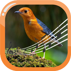 Orange-Headed Therapy Thrush icône