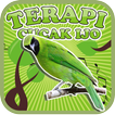 Greater Green Leafbird Therapy