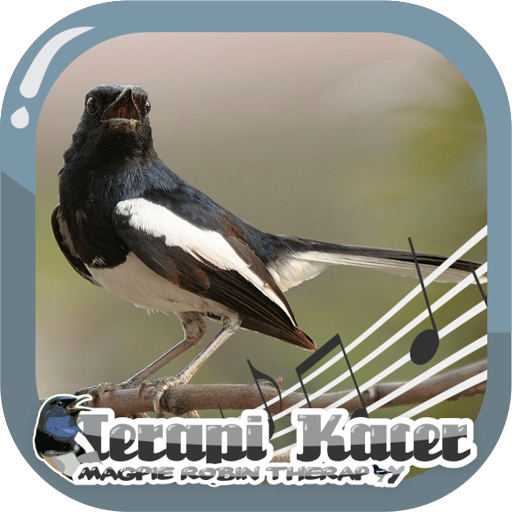 Magpie Robin Therapy