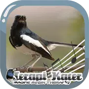Magpie Robin Therapy