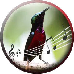 Baixar Roxo Throated Sunbird APK