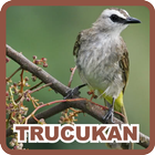 Yellow Vented Bulbul icon