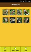 Yellow Vented Bulbul poster