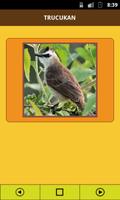 Yellow Vented Bulbul 스크린샷 1