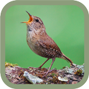 Winter Wren APK