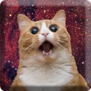 Cats In Space HD Wallpapers APK