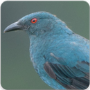 Asian Fairy Bluebird Sound : Fairy Bluebird Song APK