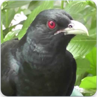 Asian Koel Bird Sound & Ringtone : Asian Koel Song-icoon