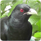 Asian Koel Bird Sound & Ringtone : Asian Koel Song ไอคอน