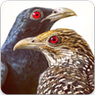 Asian Koel Bird Sounds : Indian Koyal Bird Sounds