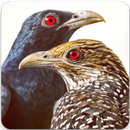 Asian Koel Bird Sounds : Indian Koyal Bird Sounds APK