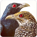 APK Asian Koel Bird Sounds : Indian Koyal Bird Sounds