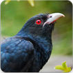 ”Asian Koel Bird Sounds : Asian Koel Song