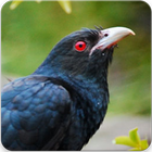 Asian Koel Bird Sounds icône