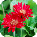 Nature Flowers Wallpapers ไอคอน