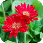 Nature Flowers Wallpapers icon