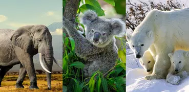 Animals Quiz Learn All Mammals