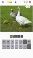 Bird World - Famous Birds Quiz 海報