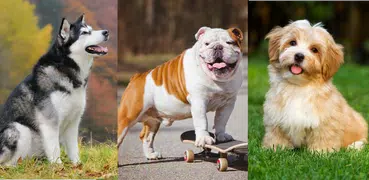犬 - すべての一般的な犬の品種に関するクイズ