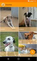 Adoptaloo mascotas en adopción الملصق