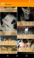 Adoptaloo mascotas en adopción ภาพหน้าจอ 2