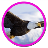 Suara Elang - Eagle Sound Mp3 icon