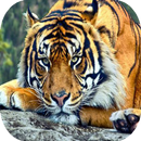 Tiger HD wallpapers APK