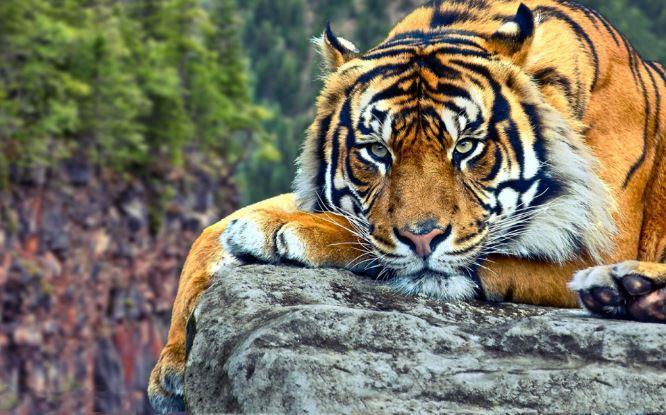 Download 460 Koleksi Gambar Harimau Hd Paling Baru 