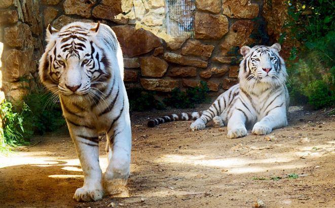 Terkeren 15 Gambar Harimau Putih Keren 3d Arka Gambar