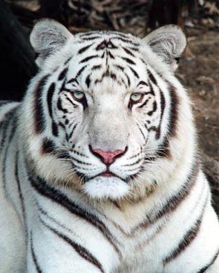 95+ Gambar Wallpaper Harimau Hd Terlihat Keren 95+ Gambar Wallpaper Harimau Hd Terlihat Keren