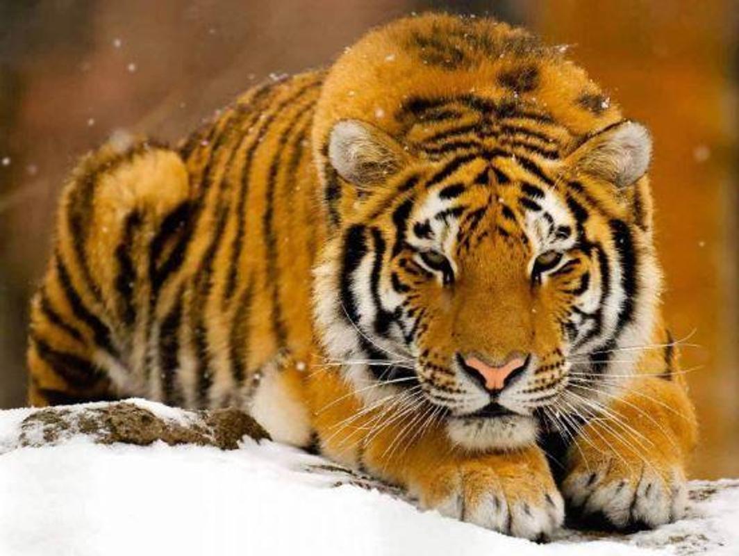 Gambar Harimau Api Keren | Gambarkeren77