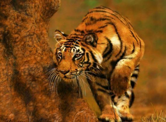 Download 460 Koleksi Gambar Harimau Hd Paling Baru 