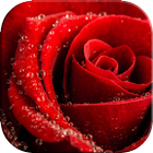 Red Rose Wallpaper Backgrounds icône