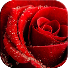 Red Rose Wallpaper Backgrounds icon