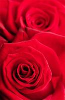 Red Rose Wallpaper Backgrounds Affiche
